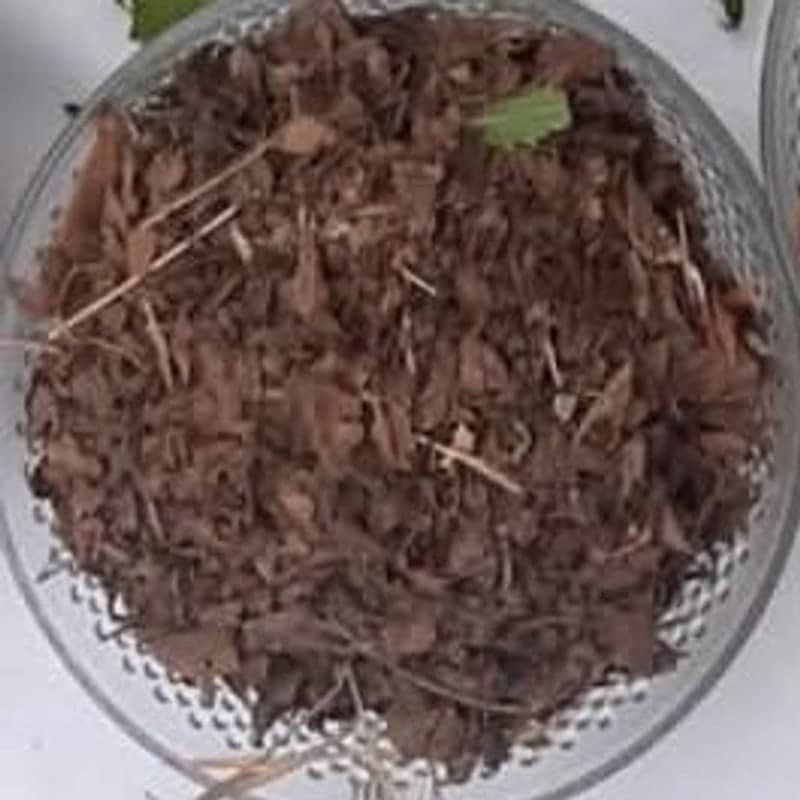 Henna leaves
