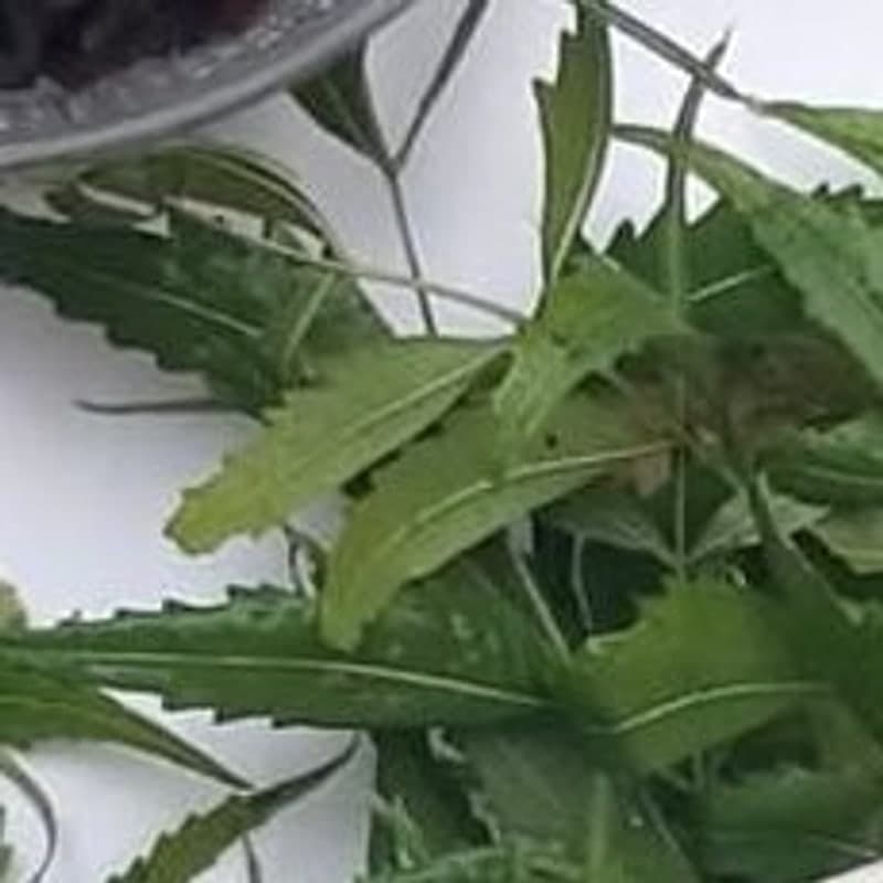 Neem leaves